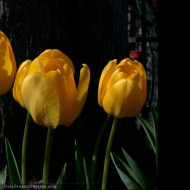 Tapeta tulipan