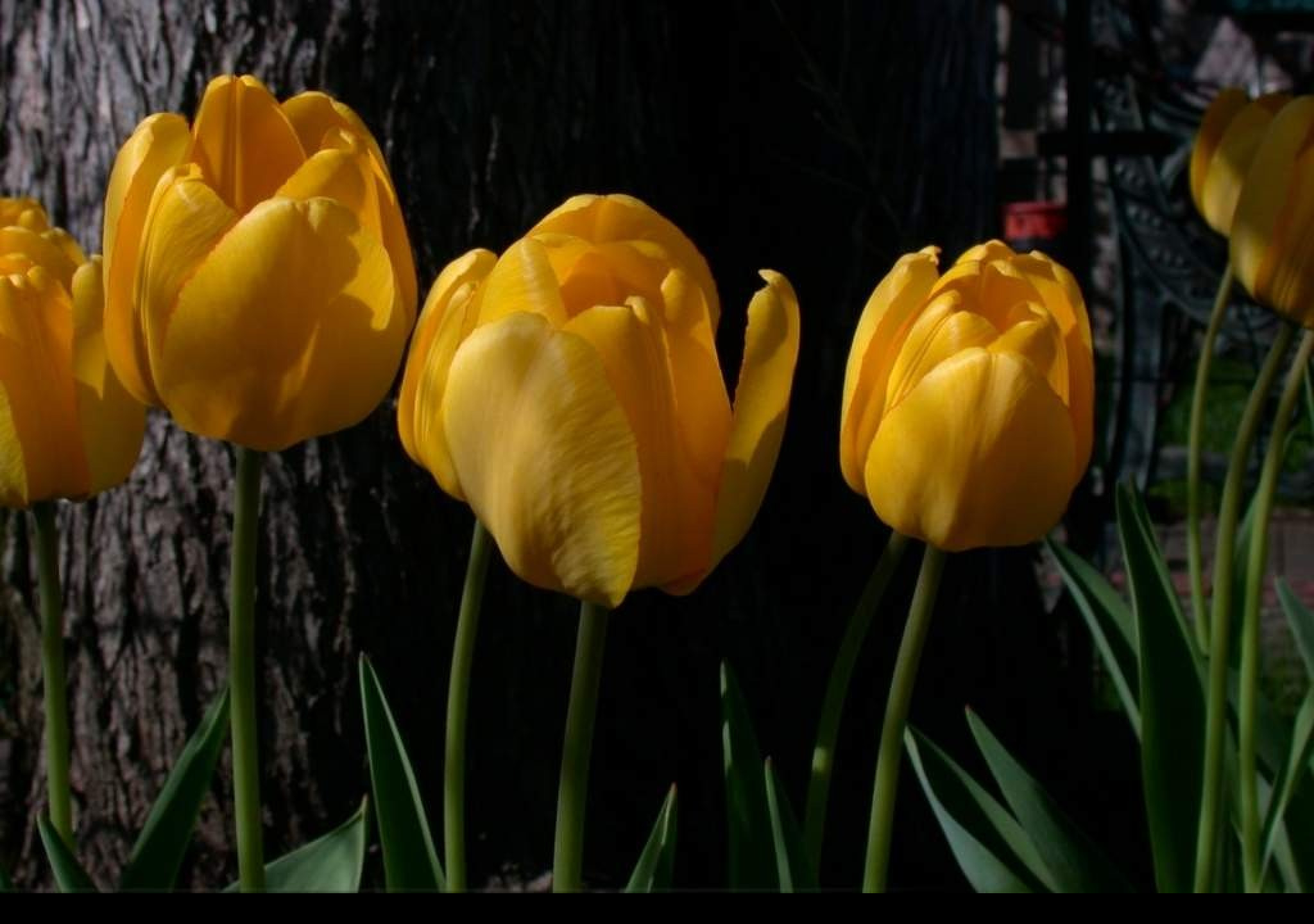 Tapeta tulipan