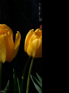 Tapeta tulipan