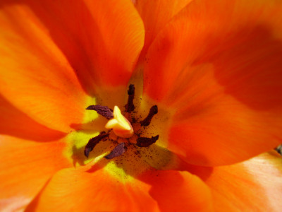 Tapeta: Tulipán