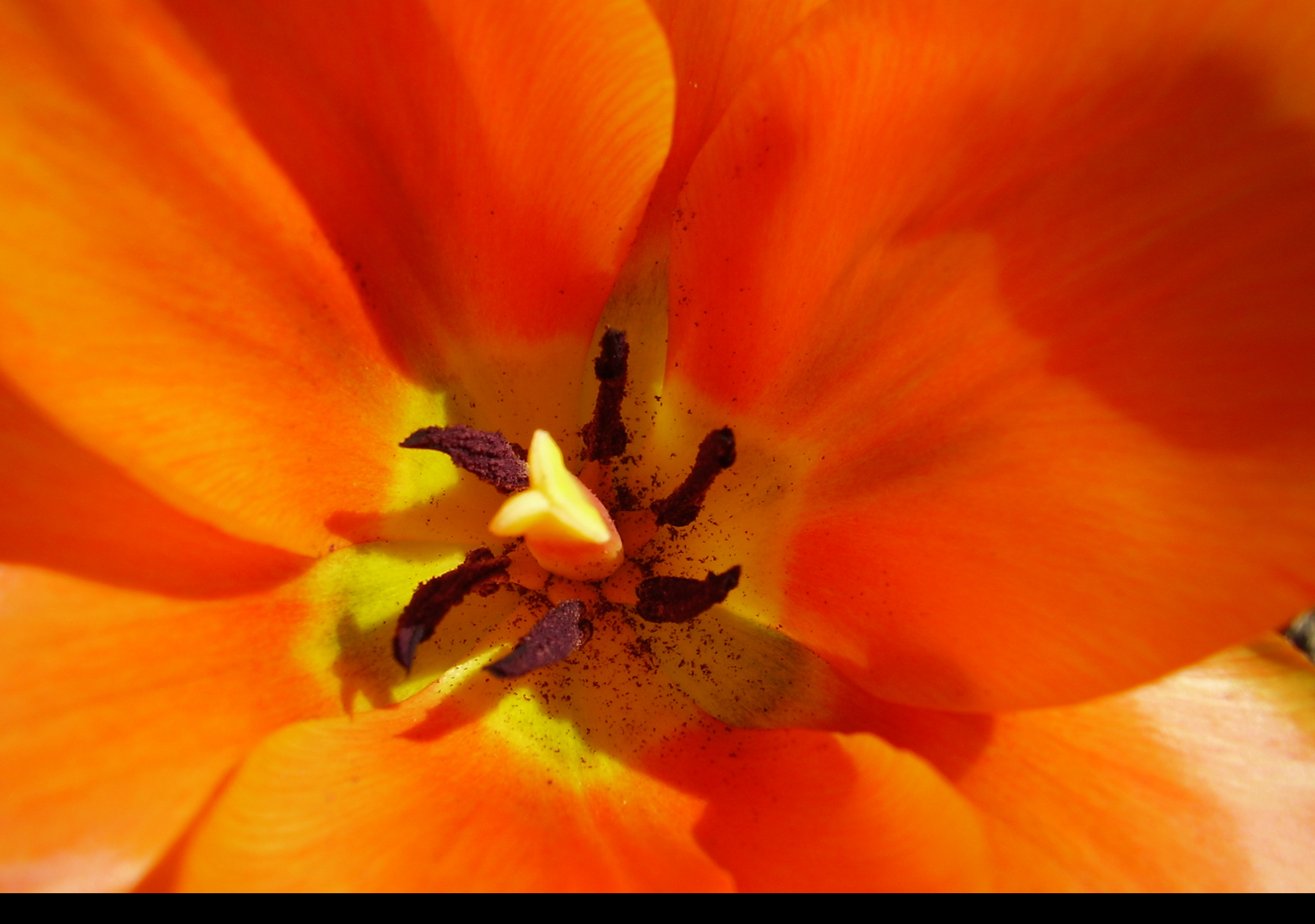 Tapeta tulipan07