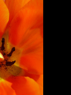 Tapeta tulipan07