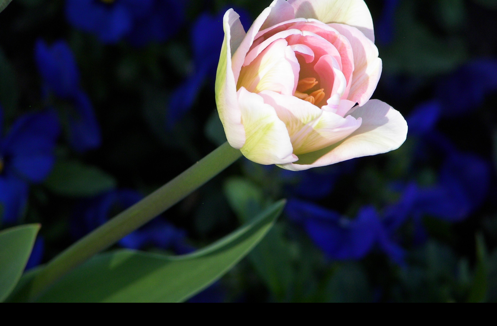 Tapeta tulipan12