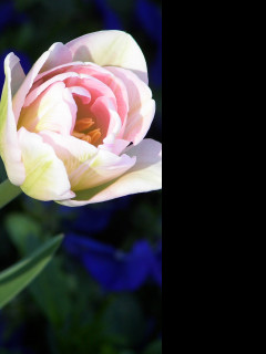 Tapeta tulipan12
