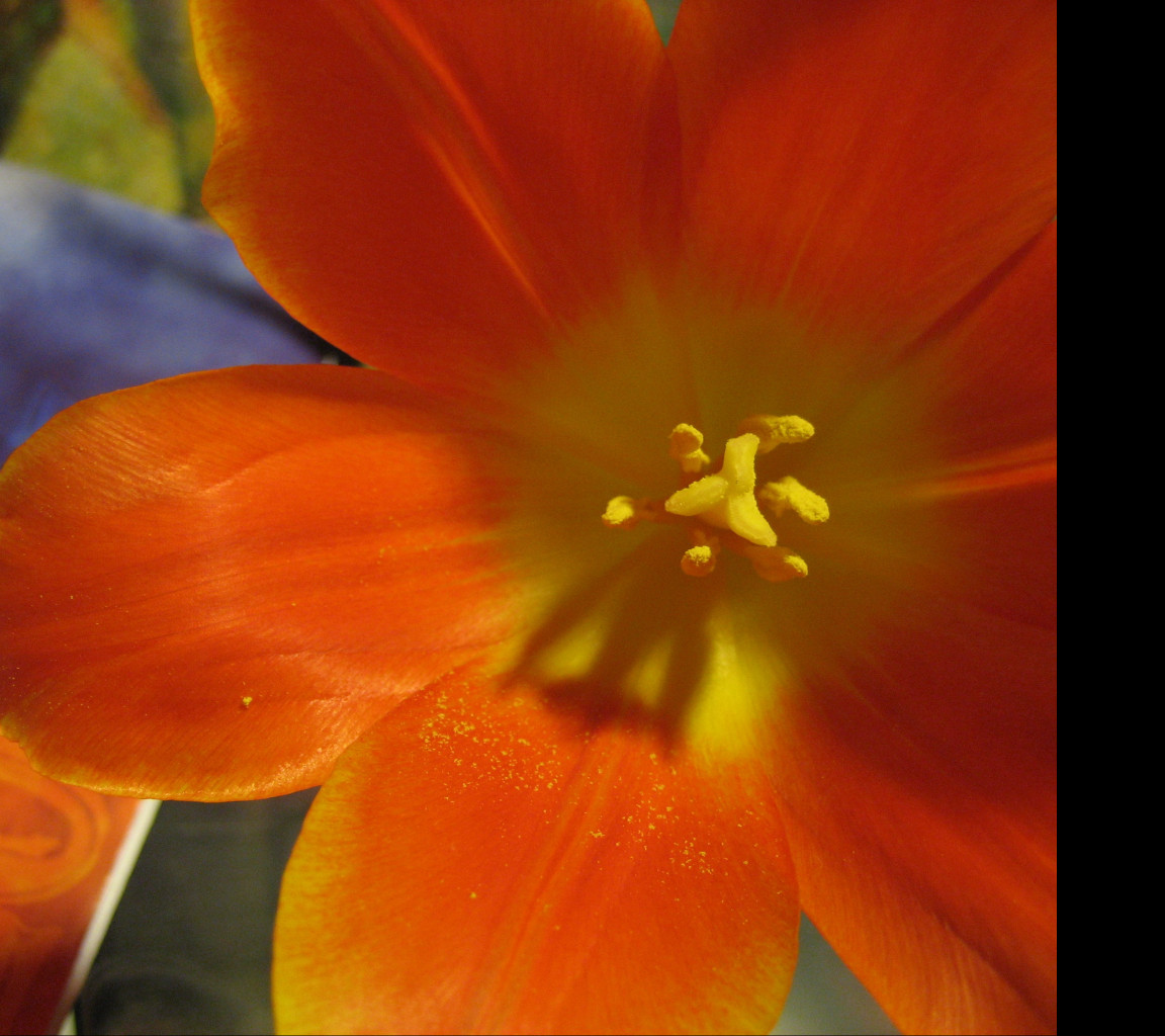 Tapeta tulipan2