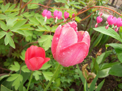 Tapeta: Tulipán po dešti