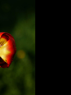 Tapeta tulipan_rano