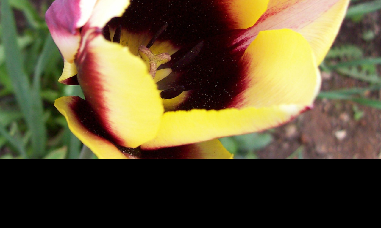 Tapeta tulipan_s_tmavym_stredem