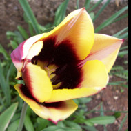Tapeta tulipan_s_tmavym_stredem