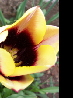Tapeta tulipan_s_tmavym_stredem