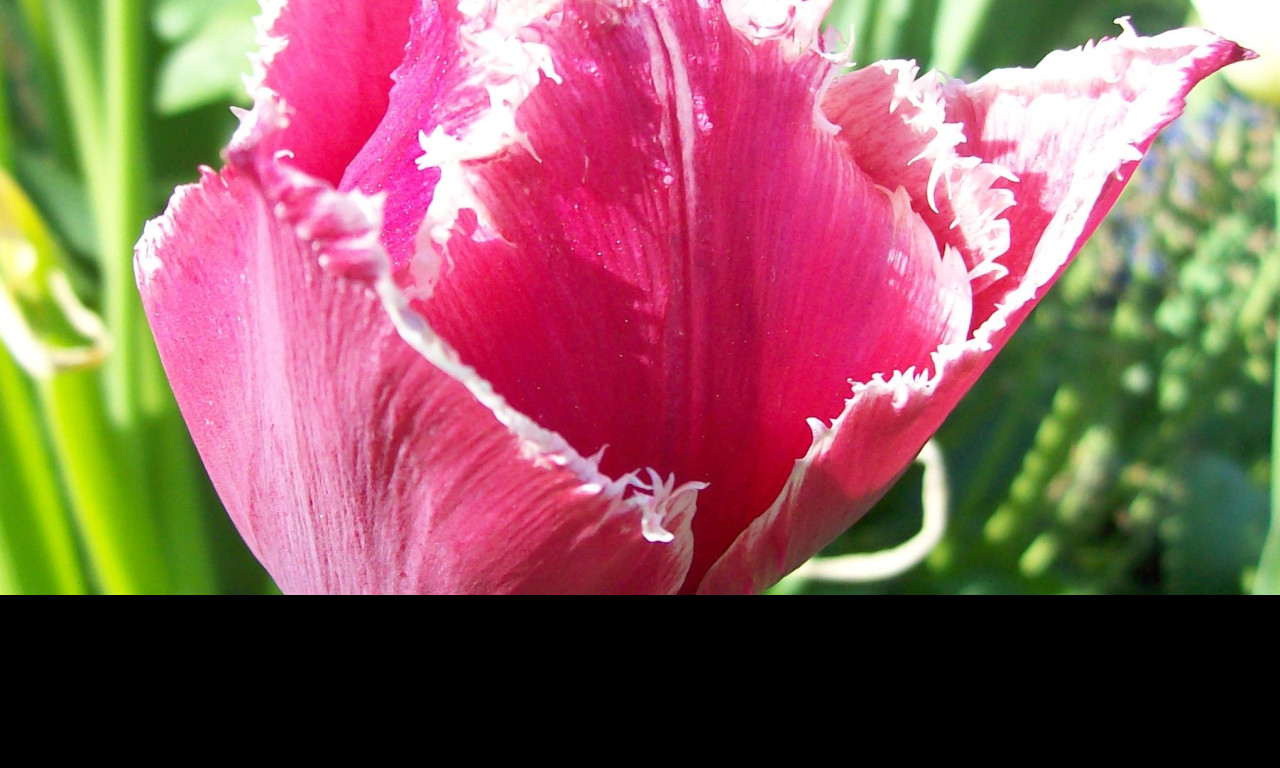 Tapeta tulipan_strapaty