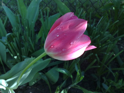 Tapeta: Tulipn v rose