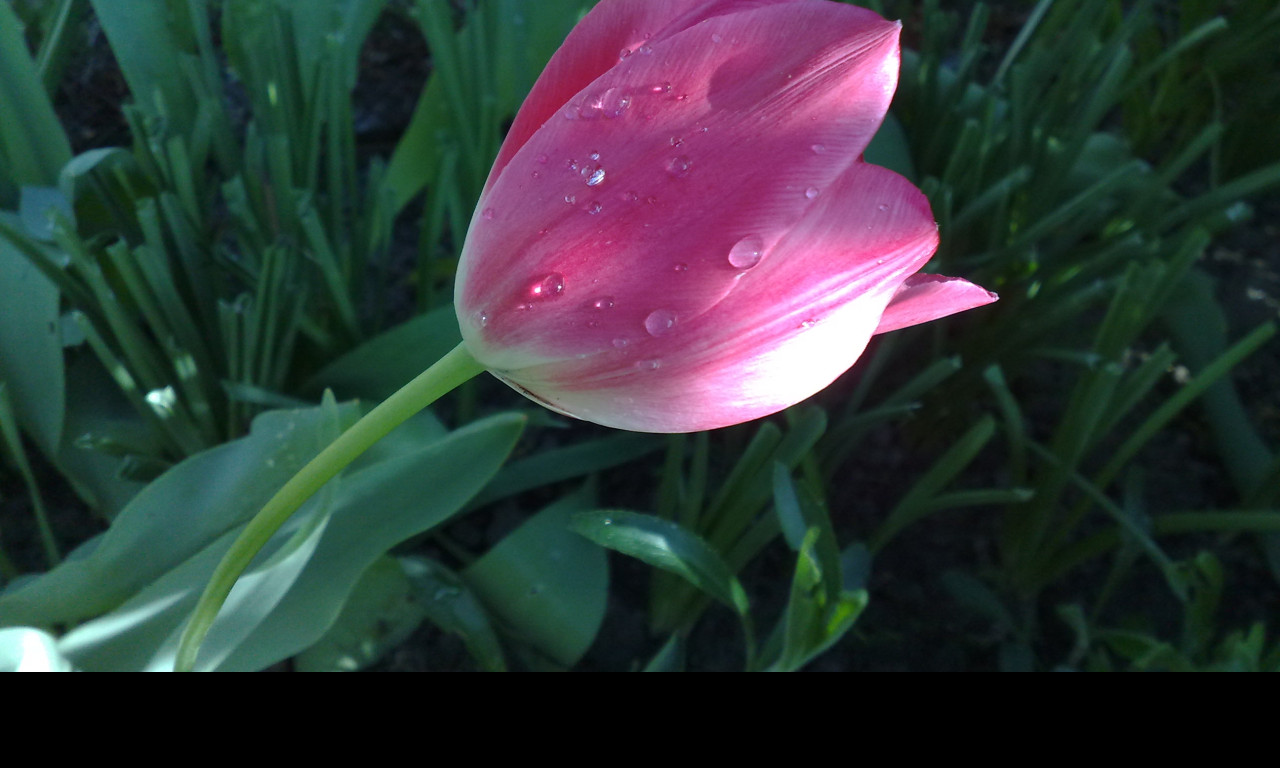 Tapeta tulipan_v_rose
