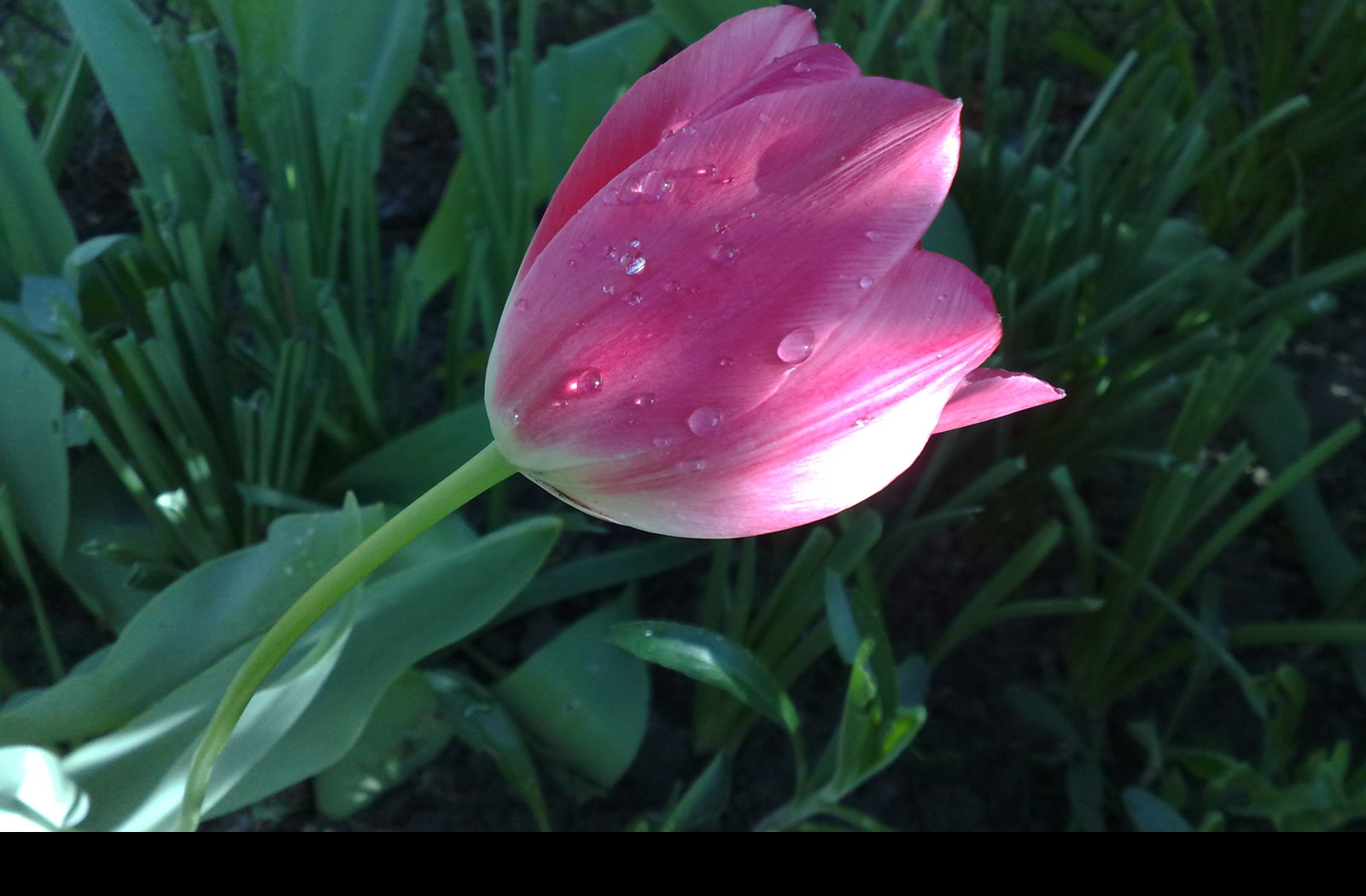 Tapeta tulipan_v_rose