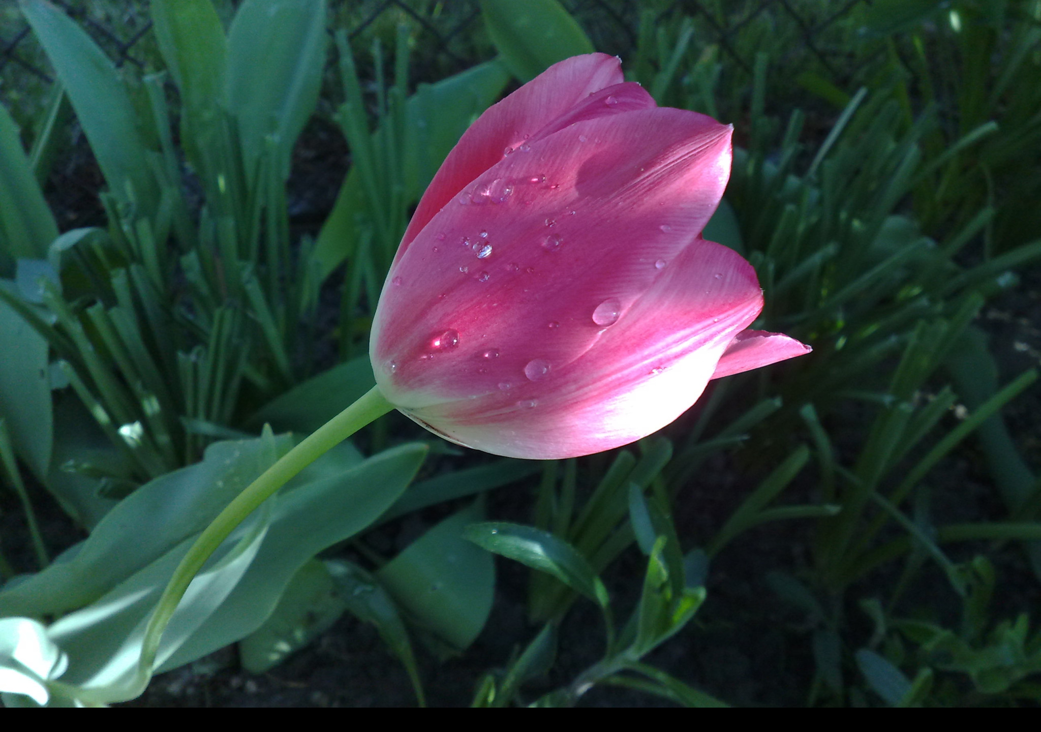 Tapeta tulipan_v_rose
