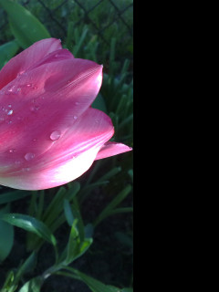 Tapeta tulipan_v_rose
