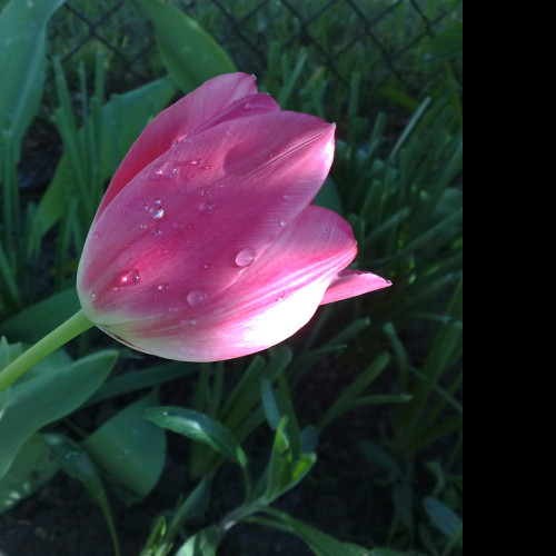 Tapeta tulipan_v_rose