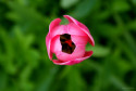 Tapeta tulipán v trávě