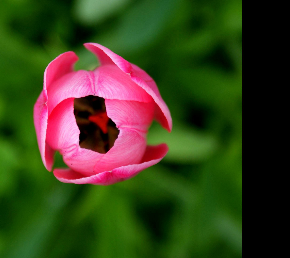Tapeta tulipan_v_trave