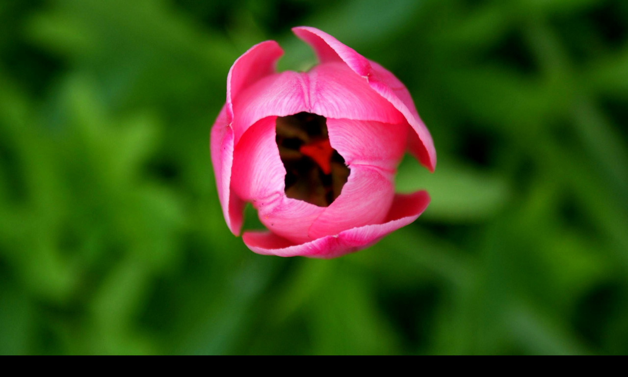 Tapeta tulipan_v_trave