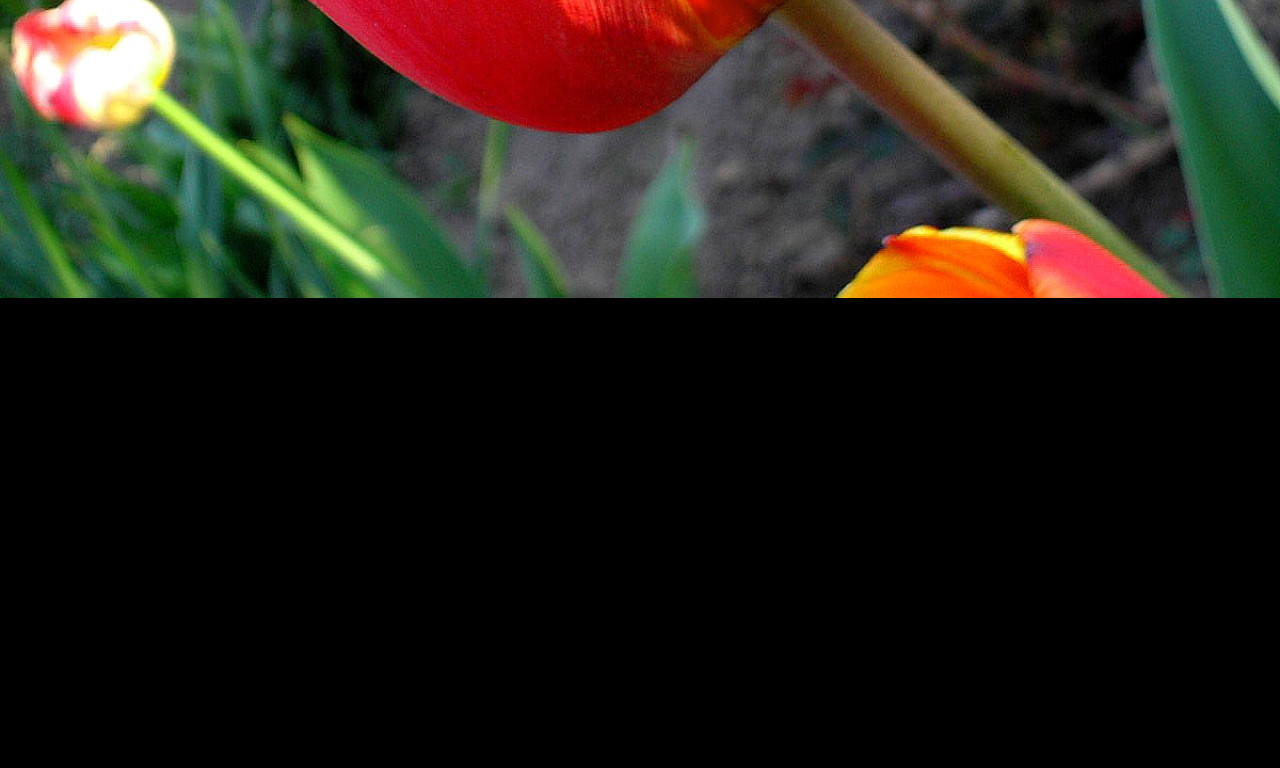 Tapeta tulipan_v_zahrade