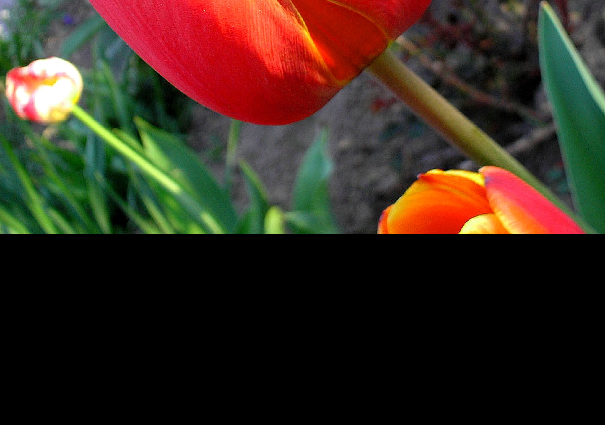Tapeta tulipan_v_zahrade