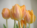 Tapeta tulipneky