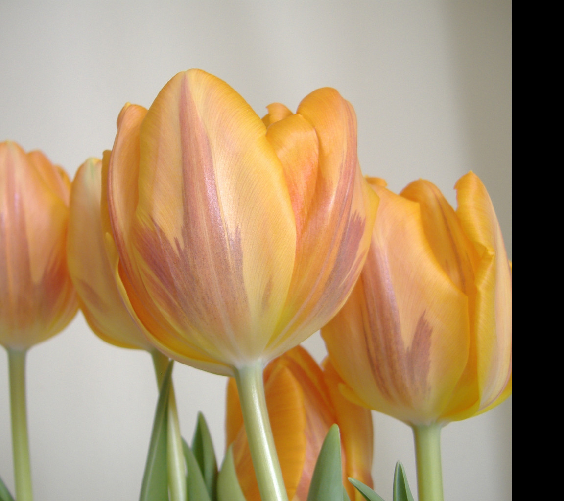 Tapeta tulipanecky