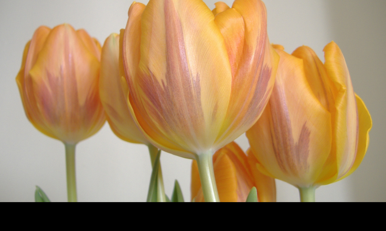 Tapeta tulipanecky