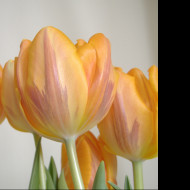 Tapeta tulipanecky