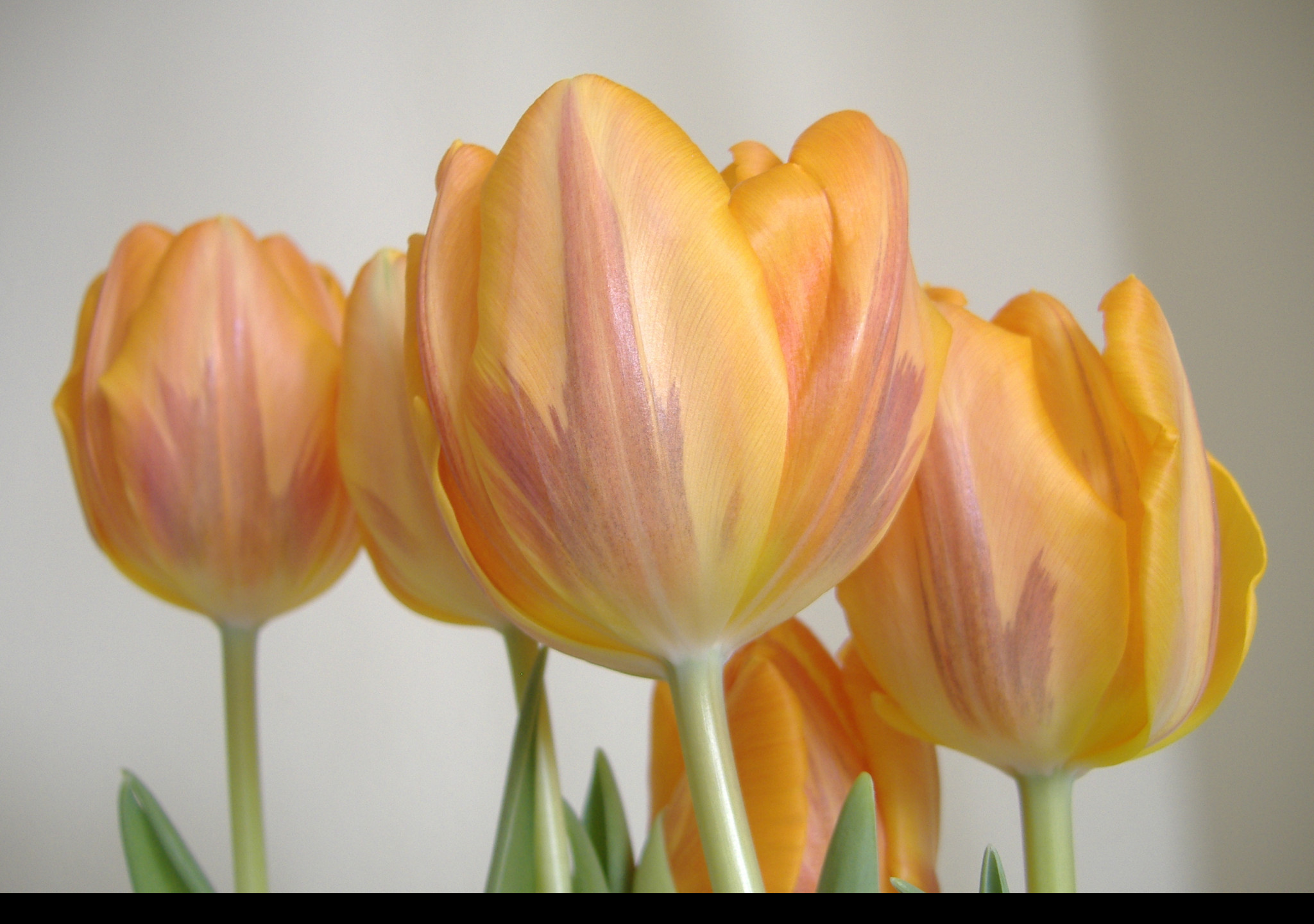 Tapeta tulipanecky