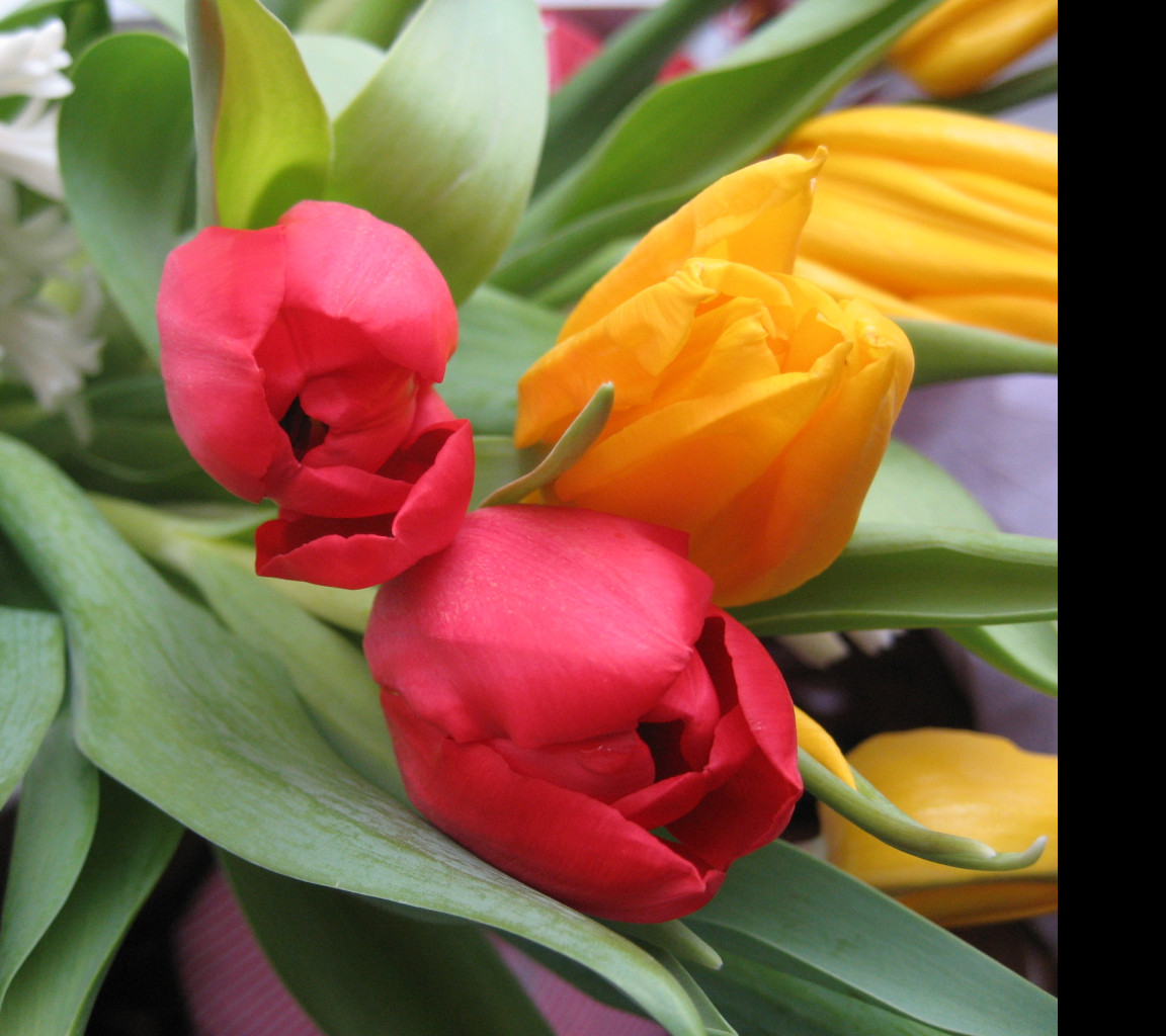 Tapeta tulipany