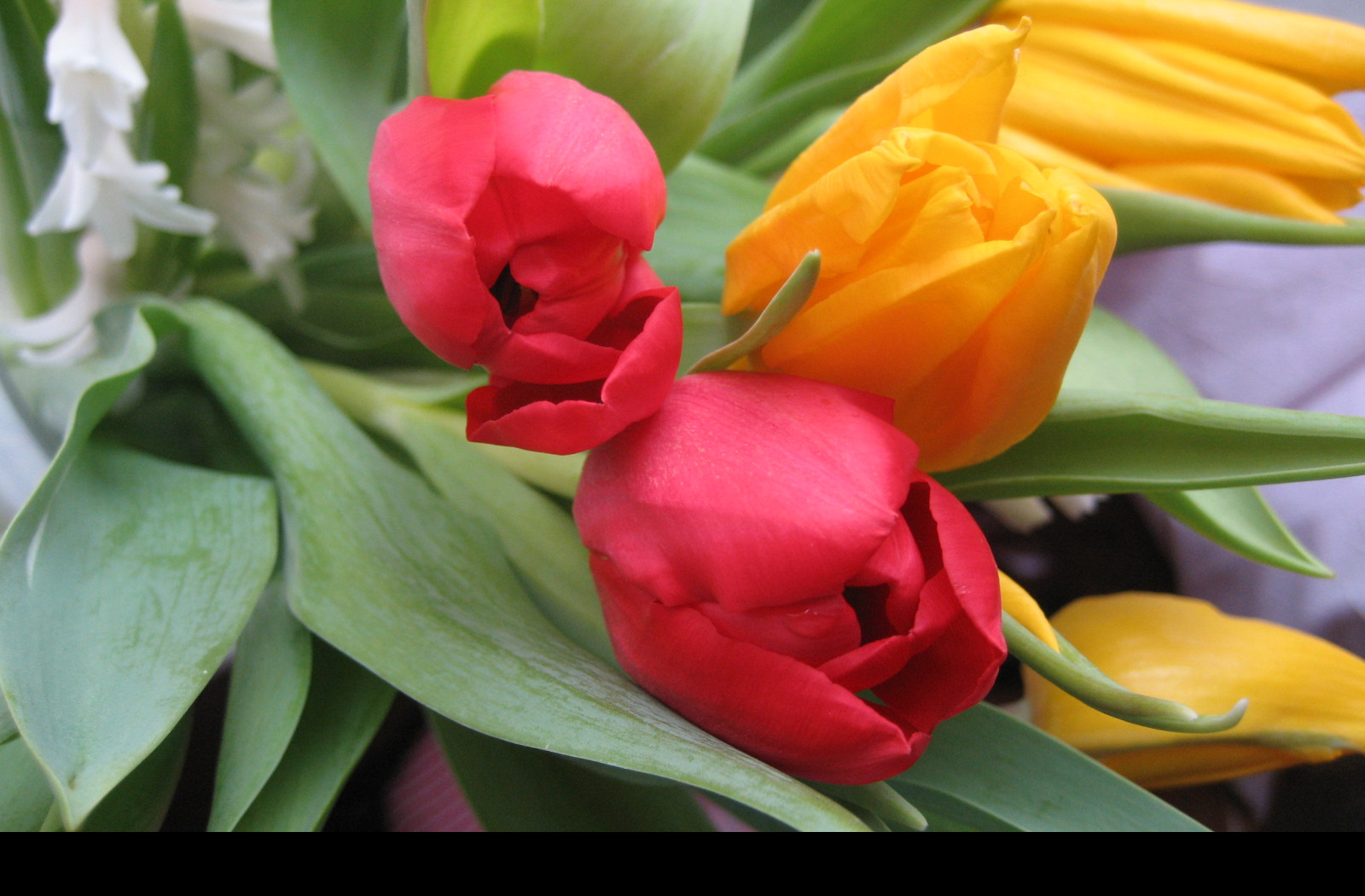Tapeta tulipany