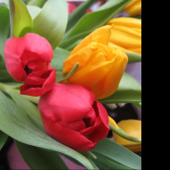 Tapeta tulipany