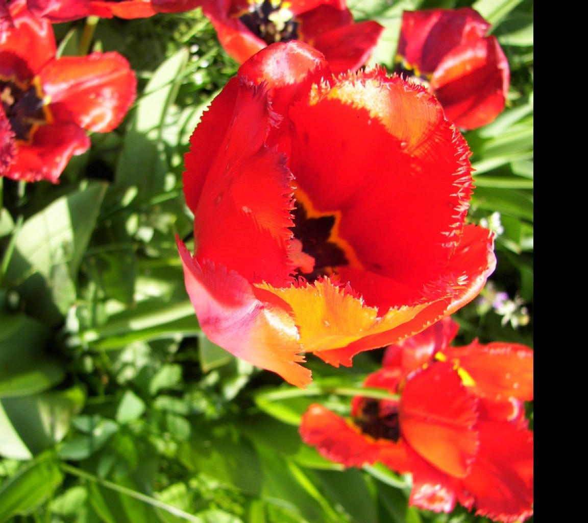 Tapeta tulipany12