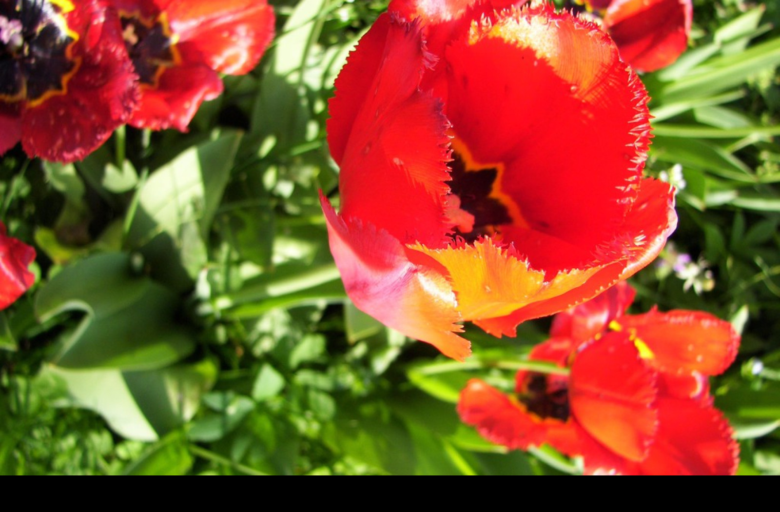 Tapeta tulipany12