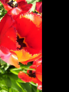 Tapeta tulipany12