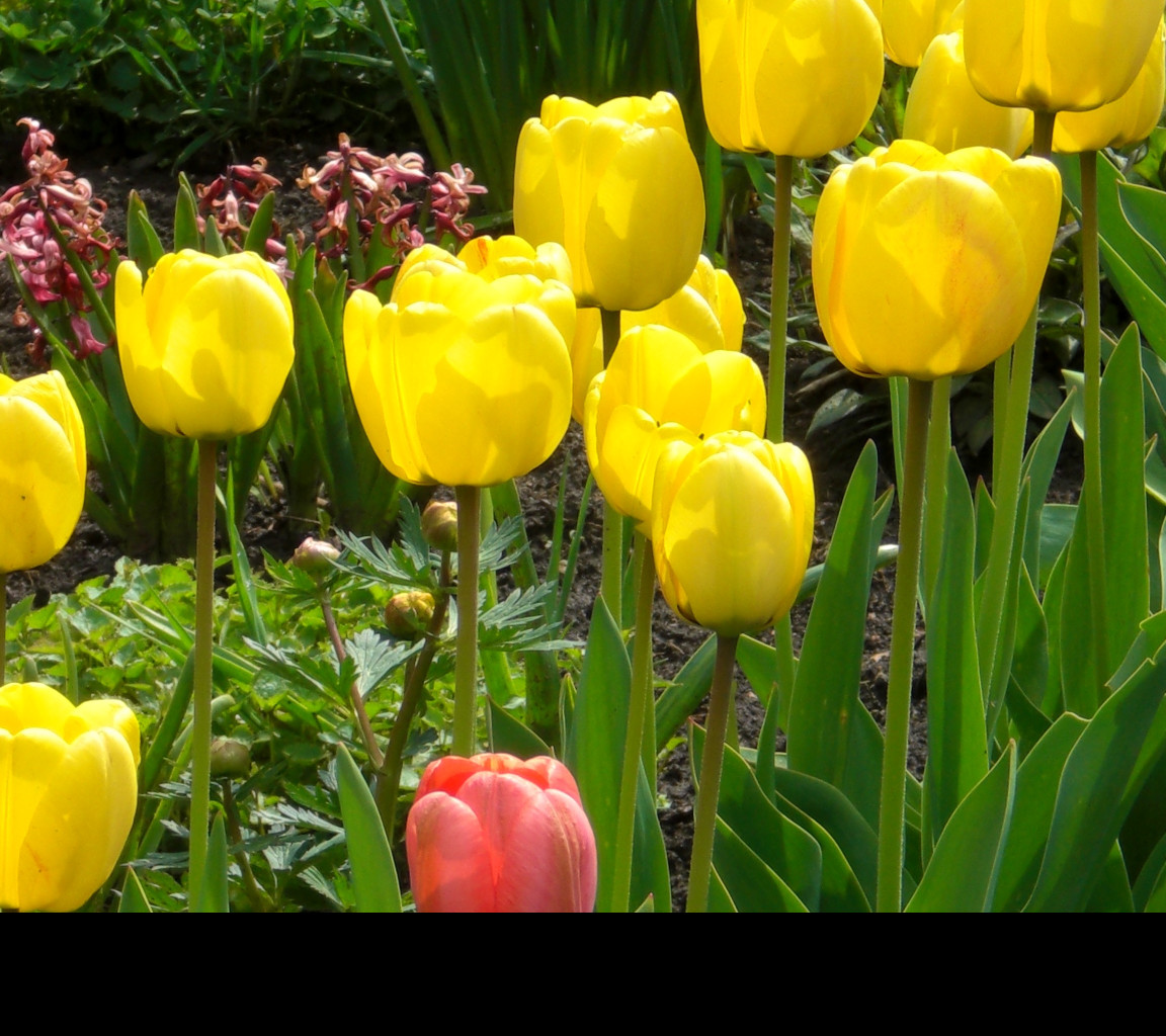 Tapeta tulipany_01