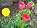 Tapeta Tulipny 1