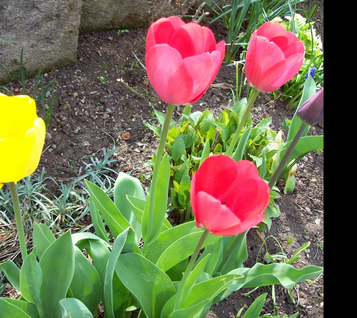 Tapeta tulipany_1
