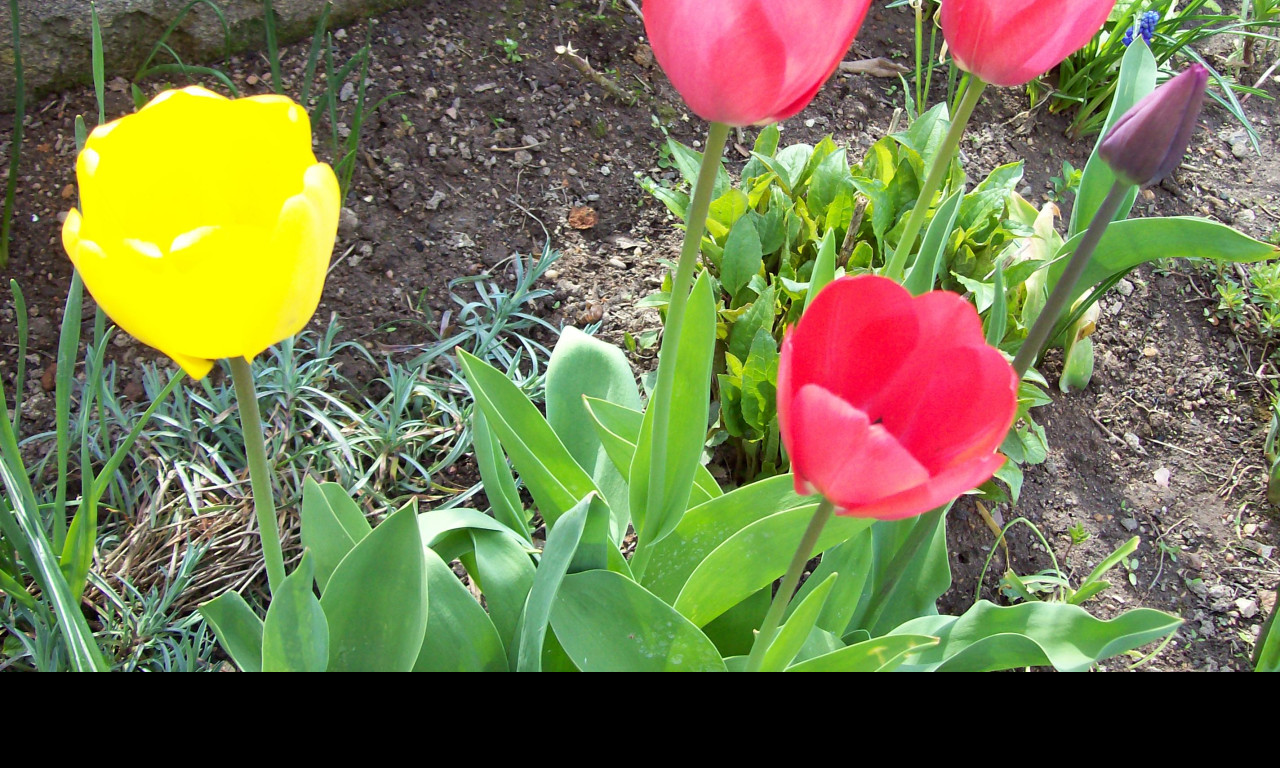 Tapeta tulipany_1