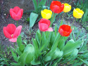 Tapeta Tulipny 2