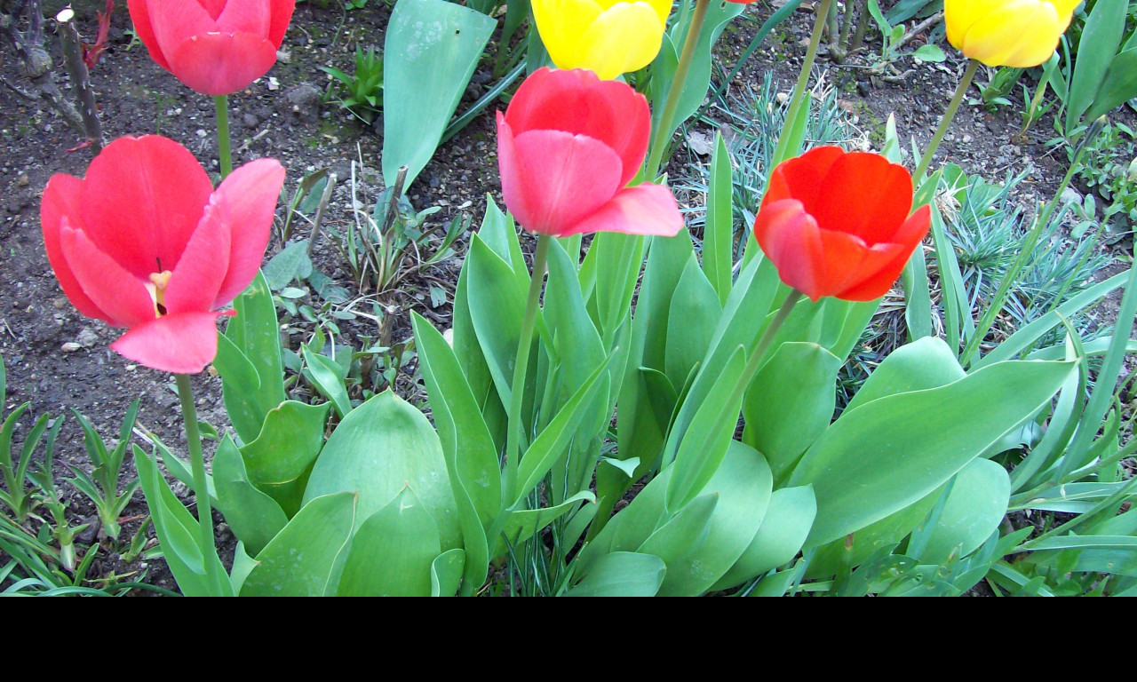 Tapeta tulipany_2