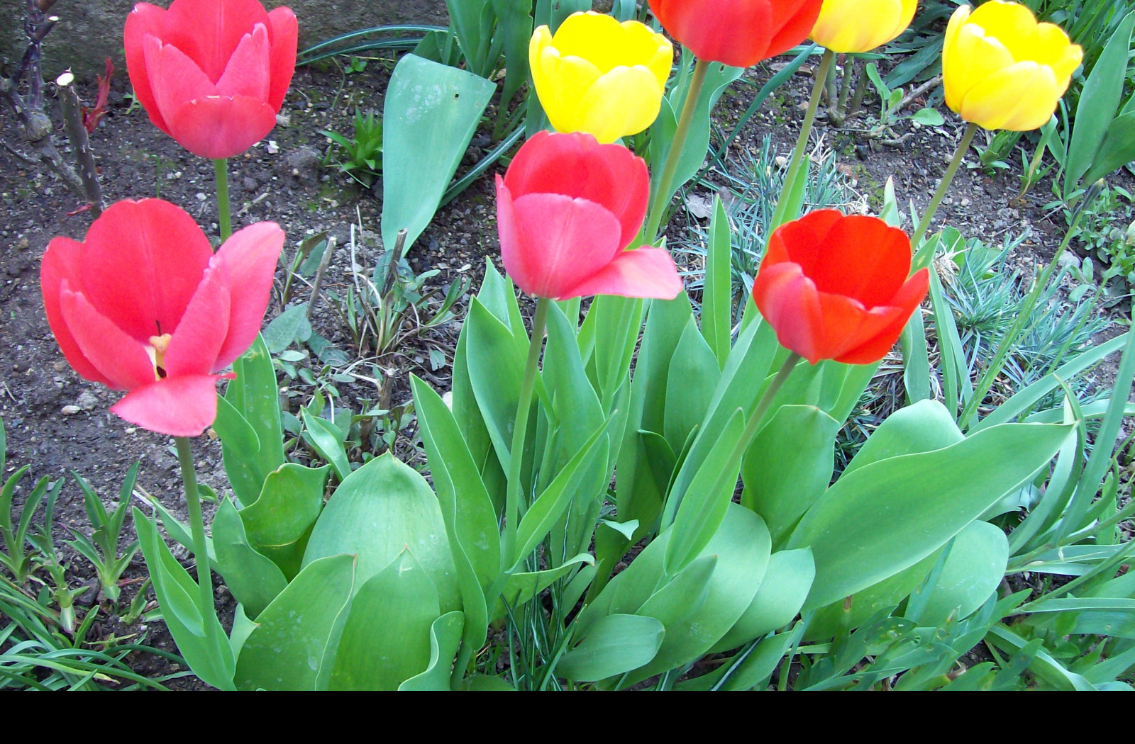 Tapeta tulipany_2