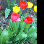 Tapeta tulipany_2