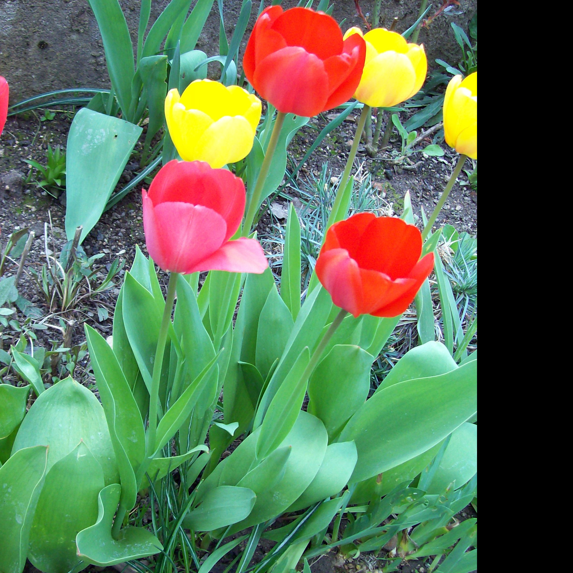 Tapeta tulipany_2