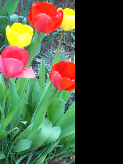 Tapeta tulipany_2