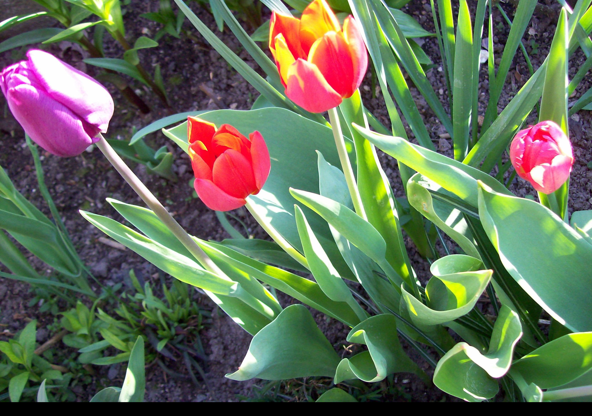Tapeta tulipany_3