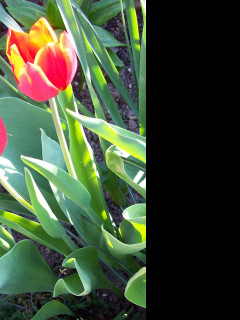 Tapeta tulipany_3