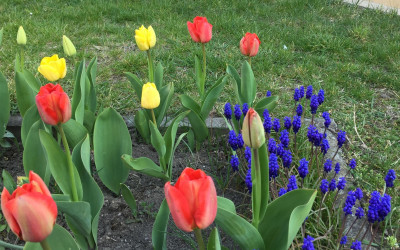 Tapeta: Tulipny a modenec